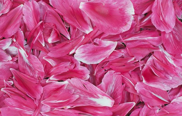 Pink Wallpaper
